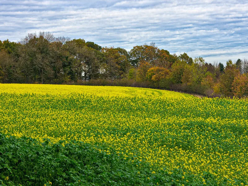 The Cotswolds